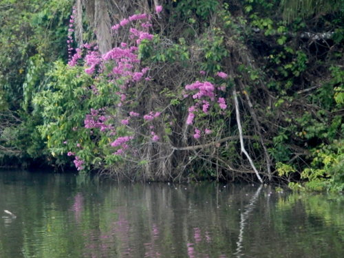 Lago Sandavol (Reserva Nacional Tambopata), Amazon, Peru.